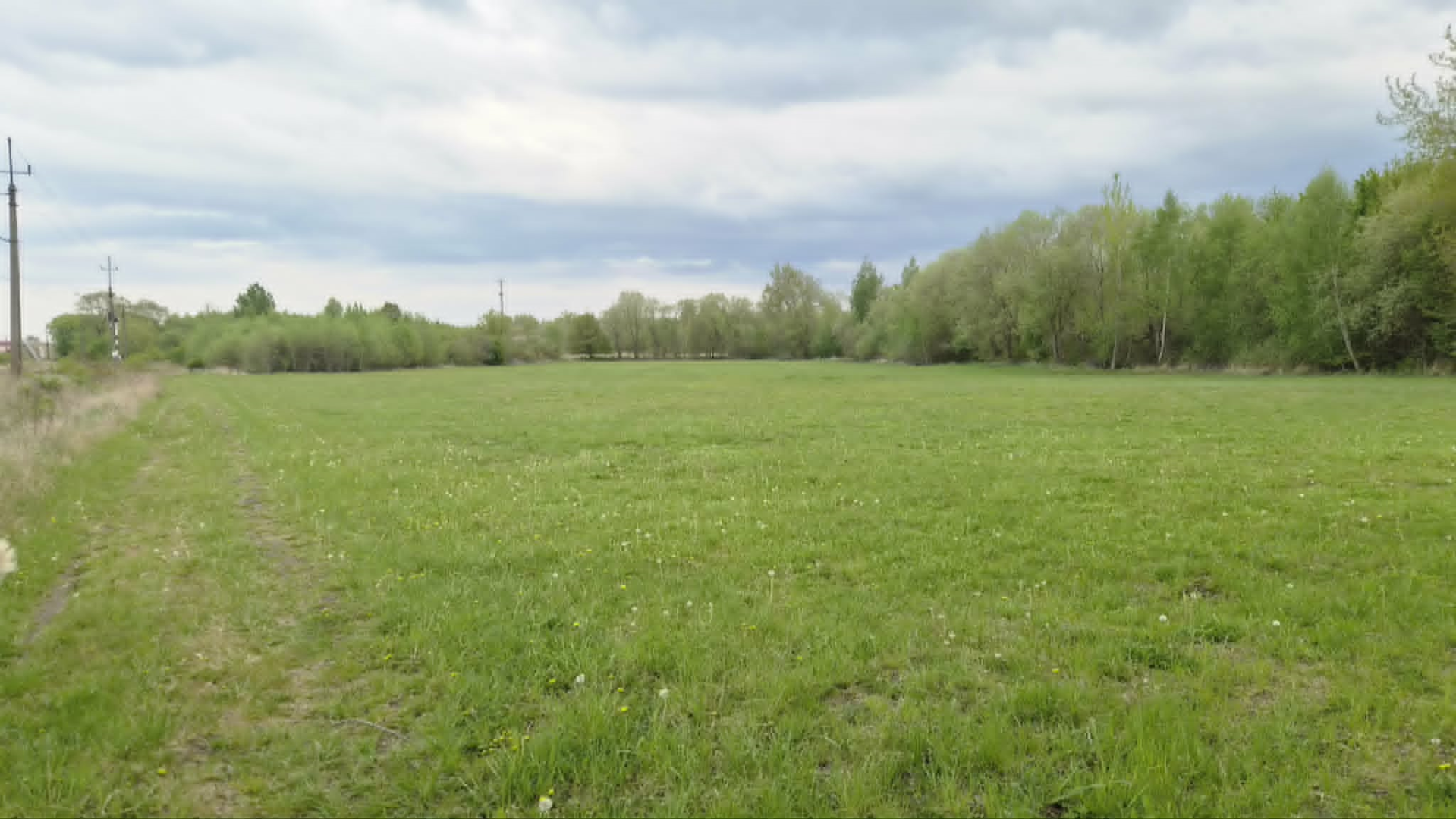 Lato - mała łąka