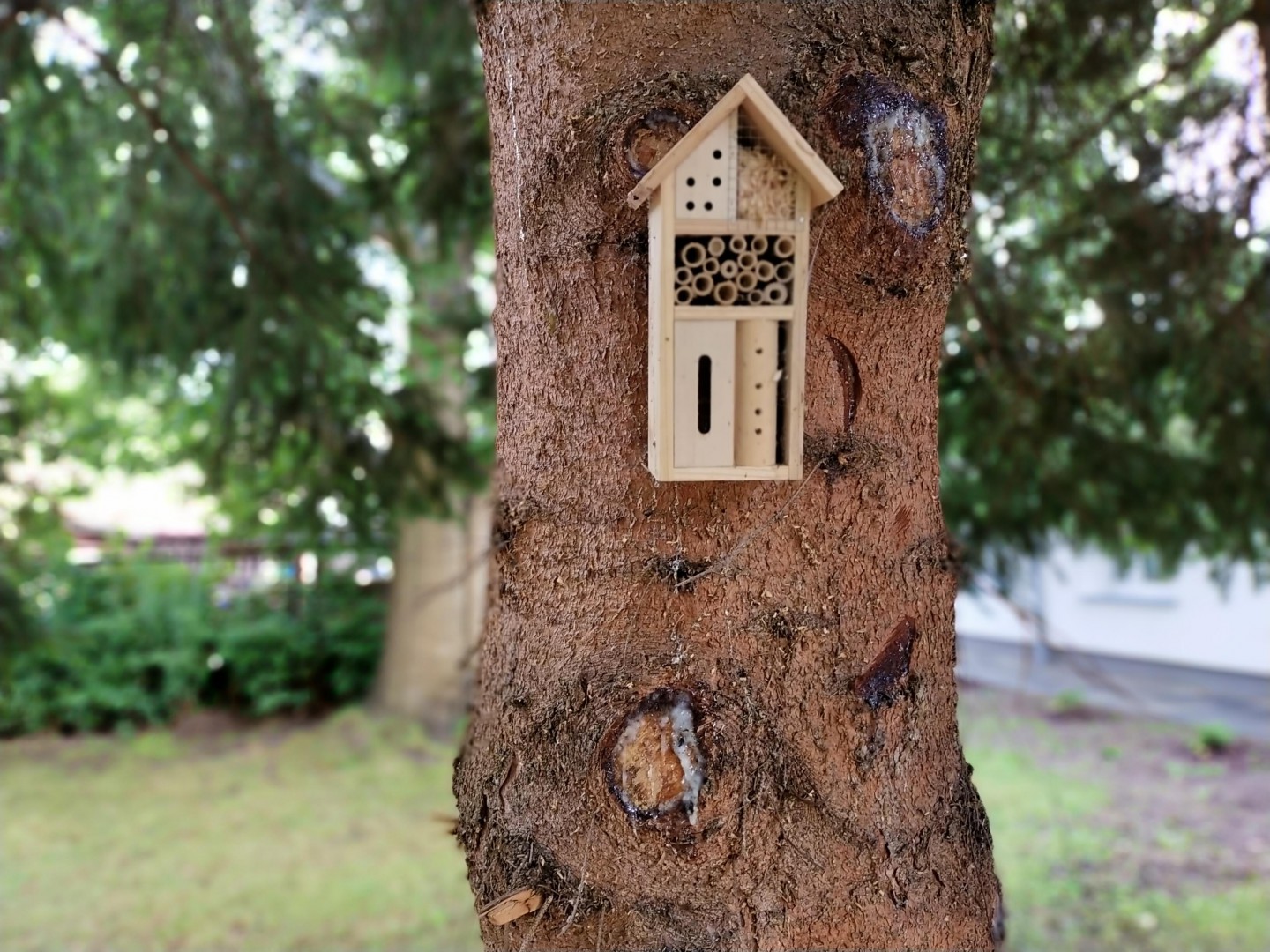 Zdjęcie do projektu nasz wspólny park